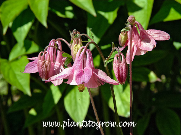 Nice nodding pink flowers with small floral spurs.(May 24)